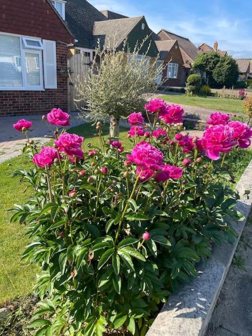 Rooms In A Beautiful House With Free On St Parking Brighton Kültér fotó